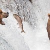 Bear-Water