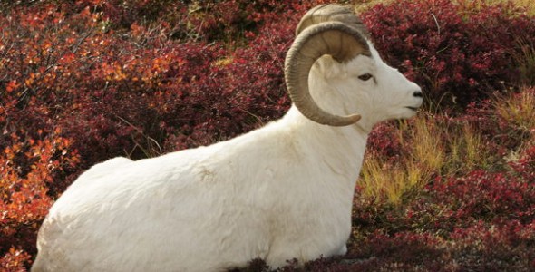 Sheep