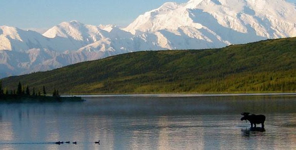 Moose-Water